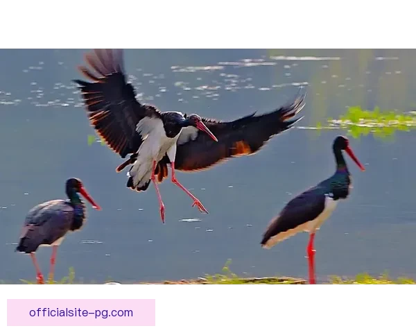 优雅翩跹：盛装舞步华尔兹