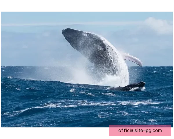 跃入深海，尽显水下风姿